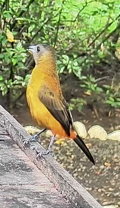 Flame-rumped Tanager