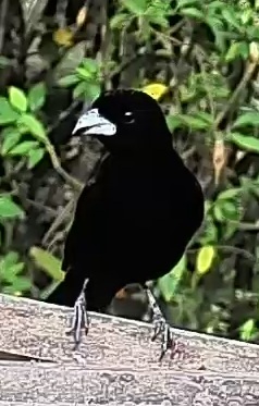 Scarlet-rumped Tanager
