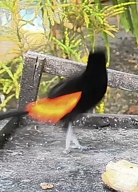 Flame-rumped Tanager