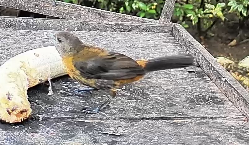 Passerini's tanager