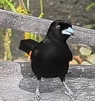 Scarlet-rumped Tanager