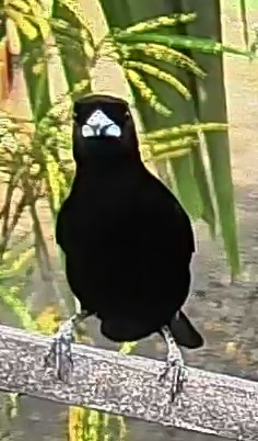Scarlet-rumped Tanager