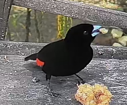 Scarlet-rumped Tanager