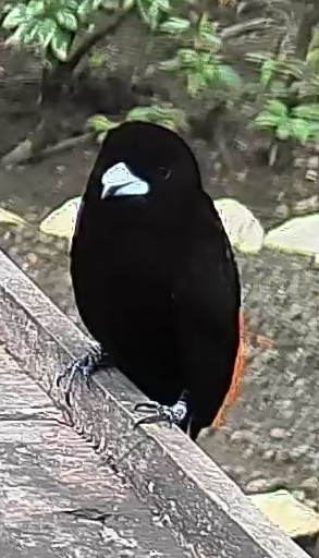 Scarlet-rumped Tanager