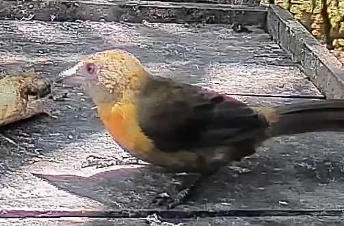 Flame-rumped Tanager