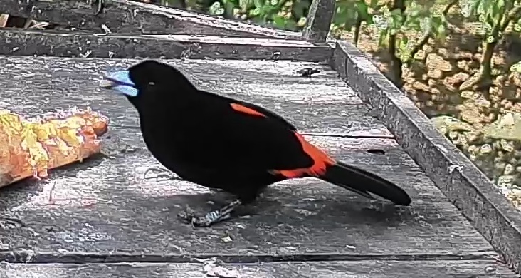 Scarlet-rumped Tanager