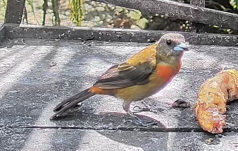 Scarlet-rumped Tanager