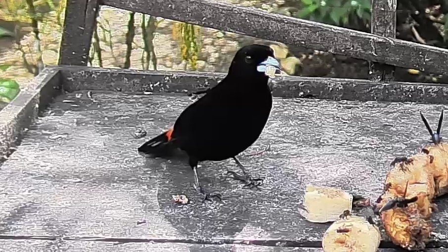Scarlet-rumped Tanager