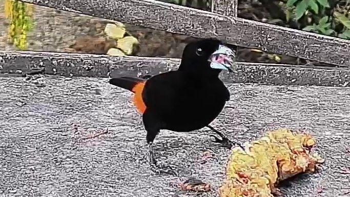 Scarlet-rumped Tanager