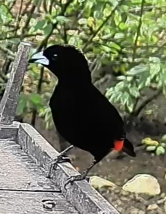 Scarlet-rumped Tanager