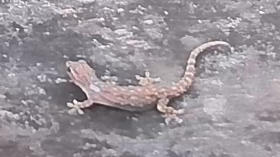 Lizard