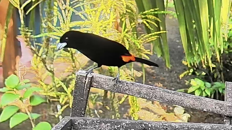 Scarlet-rumped Tanager