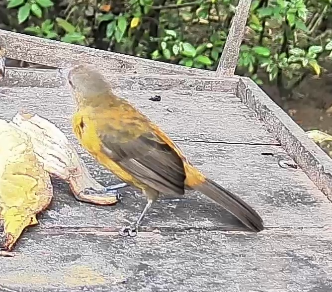 Scarlet-rumped Tanager