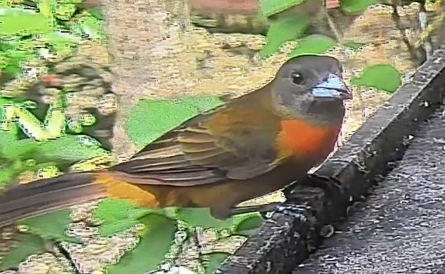 Passerini's tanager
