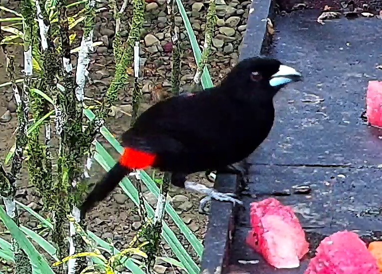 Flame-rumped Tanager