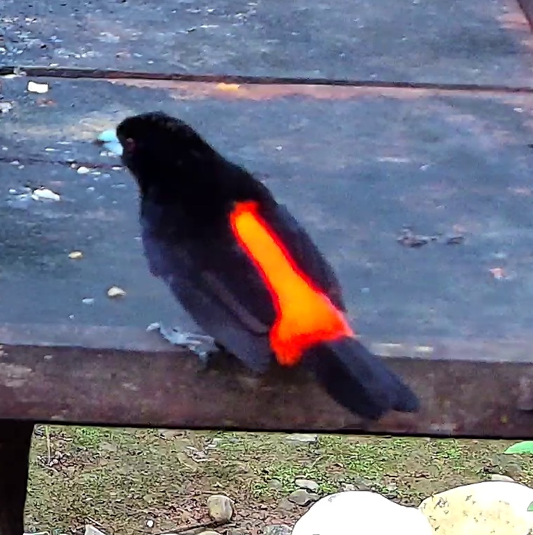 Scarlet-rumped Tanager