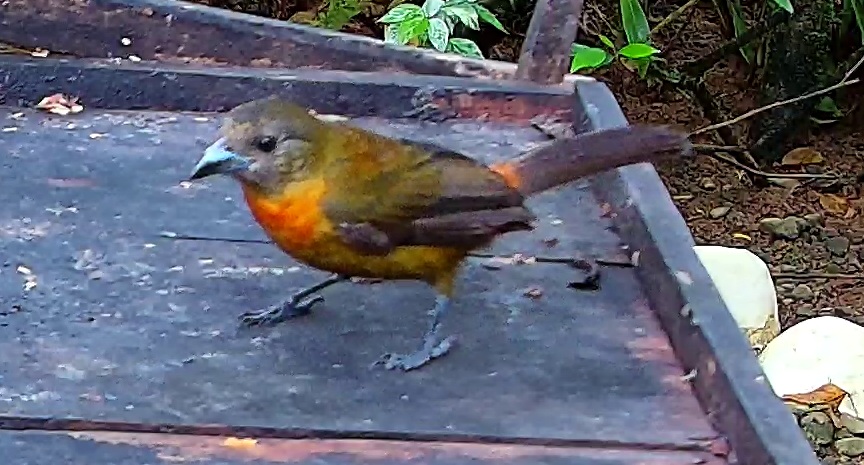 Flame-rumped Tanager