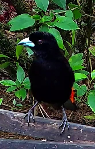 Passerini's Tanager