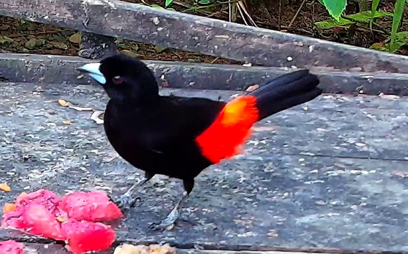 Scarlet-rumped Tanager