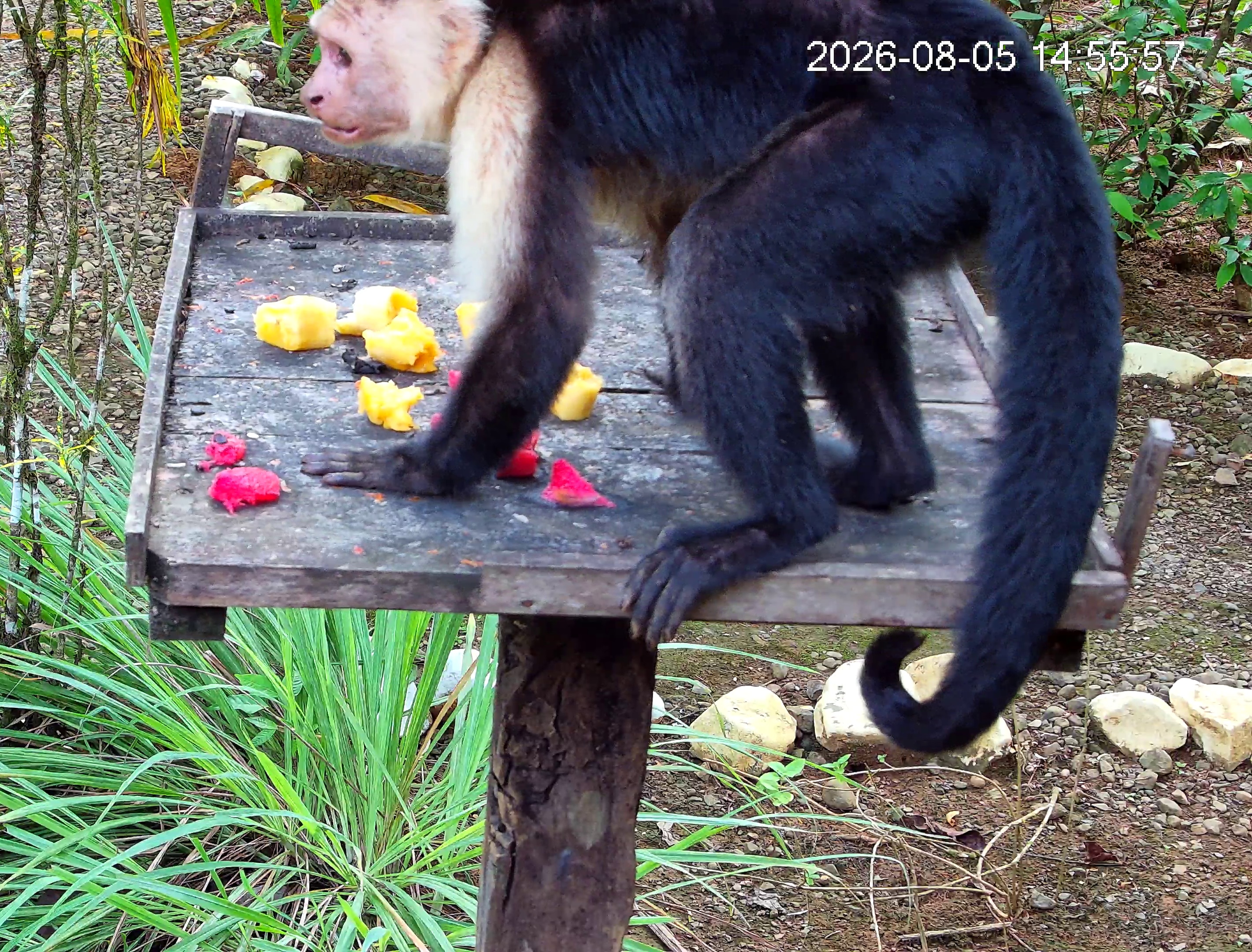 White-headed Capuchin