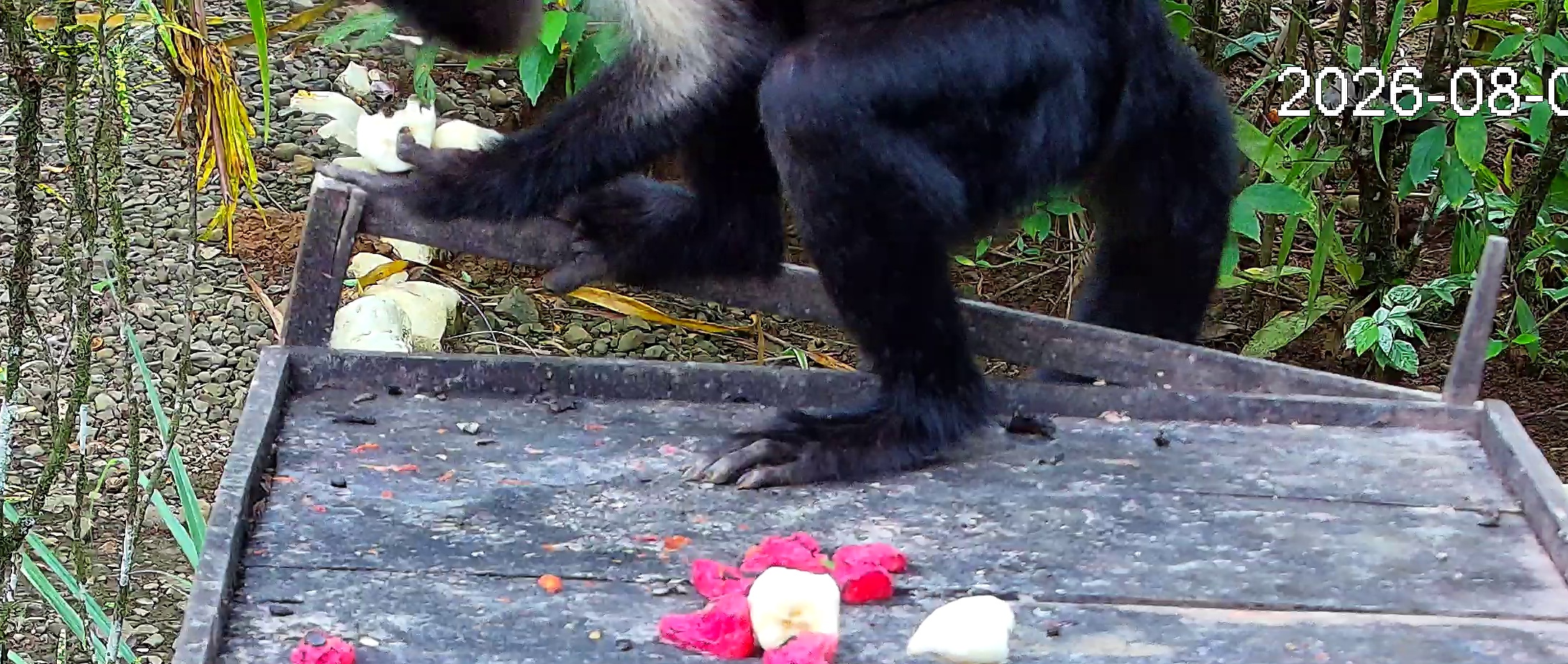 White-headed Capuchin