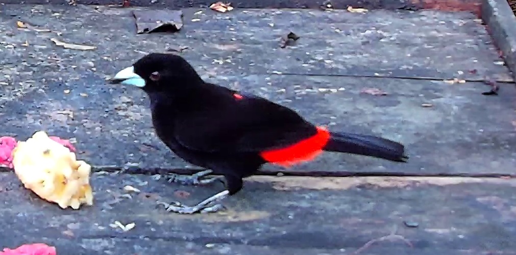 Scarlet-rumped Tanager