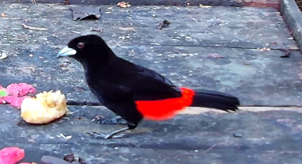 Scarlet-rumped Tanager