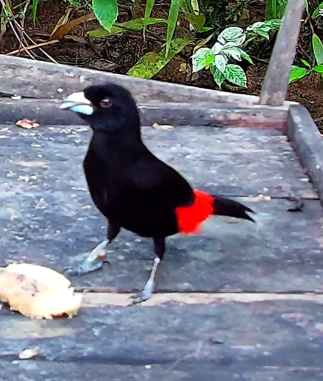 Scarlet-rumped Tanager