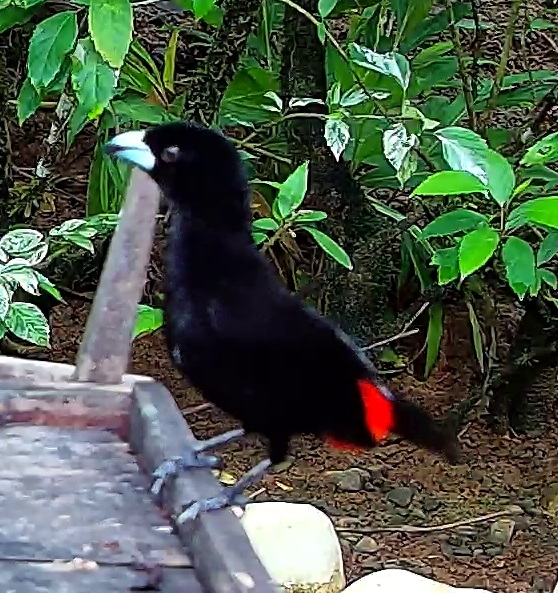 Scarlet-rumped Tanager