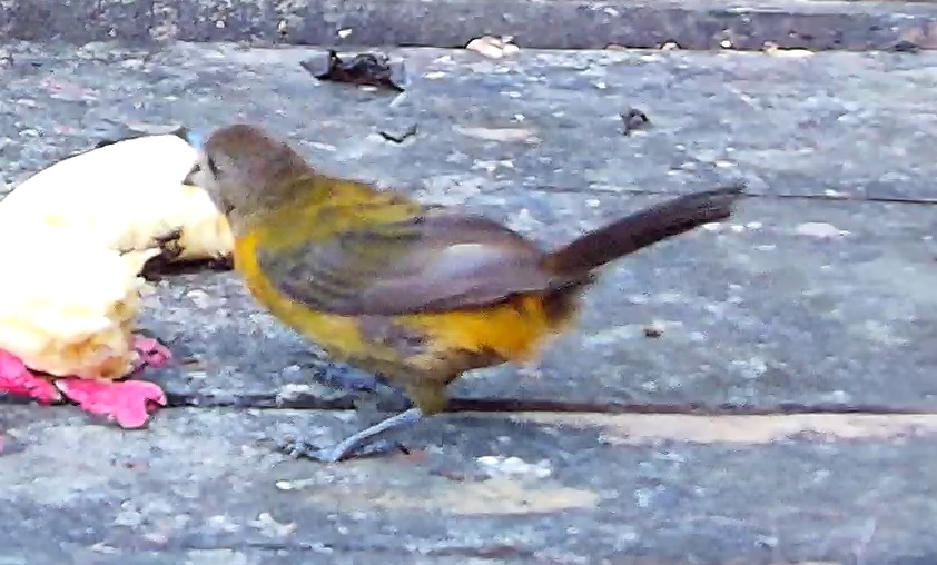 Flame-rumped Tanager