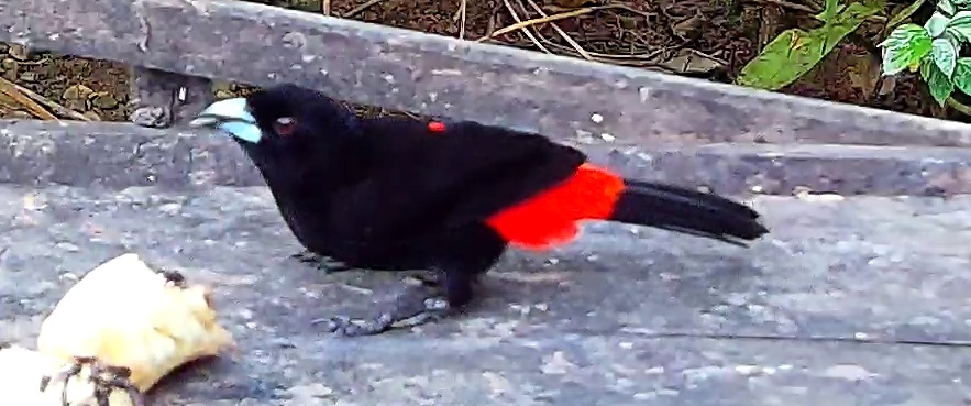 Flame-rumped Tanager
