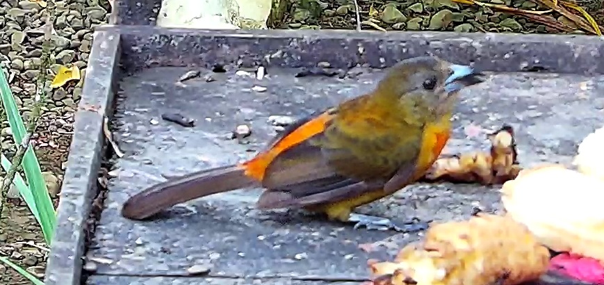 Crimson-backed Tanager