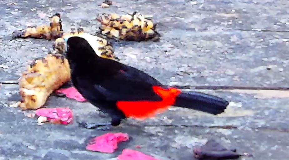 Scarlet-rumped Tanager
