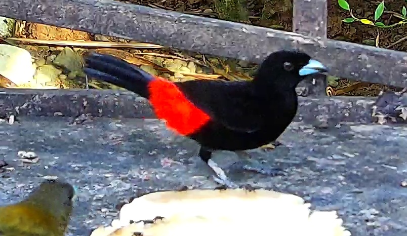 Scarlet-rumped Tanager