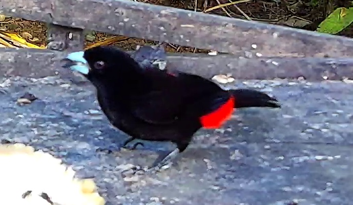Scarlet-rumped Tanager