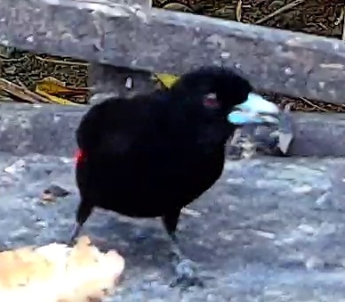 Scarlet-rumped Tanager