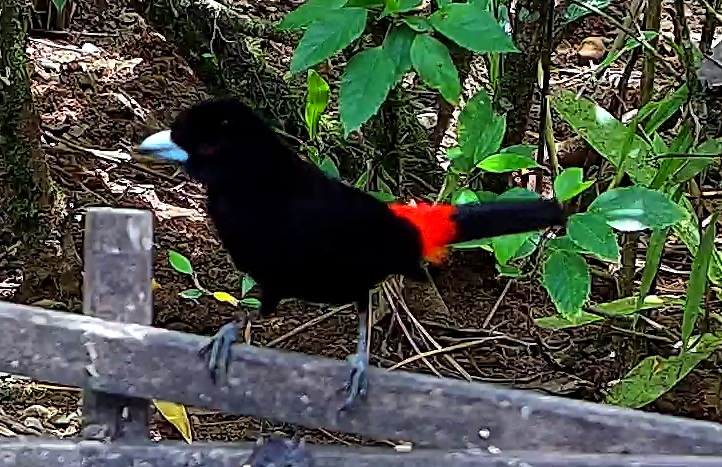 Flame-rumped Tanager