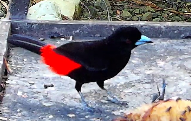 Scarlet-rumped Tanager