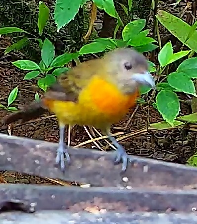 Crimson-backed Tanager