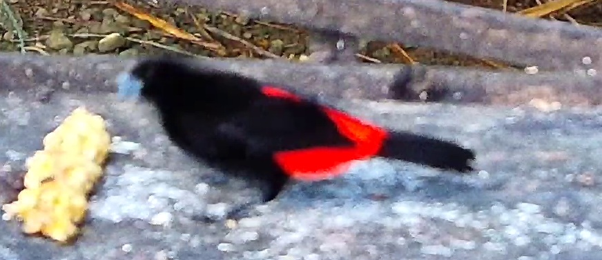 Passerini's Tanager