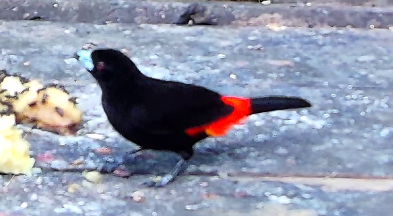 Scarlet-rumped Tanager