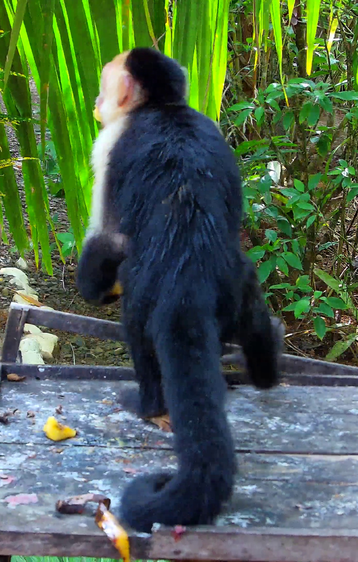 White-faced Capuchin