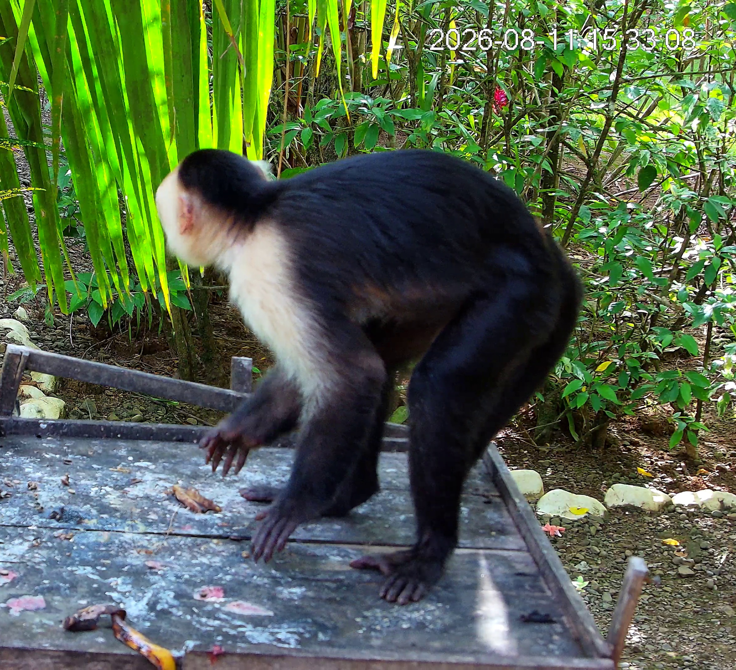 White-faced capuchin