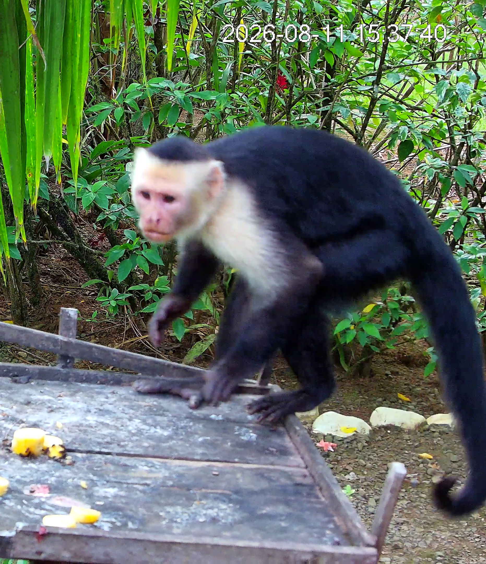 Panamanian White-faced Capuchin