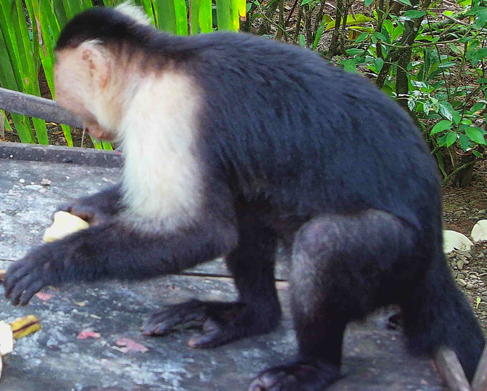 White-headed Capuchin