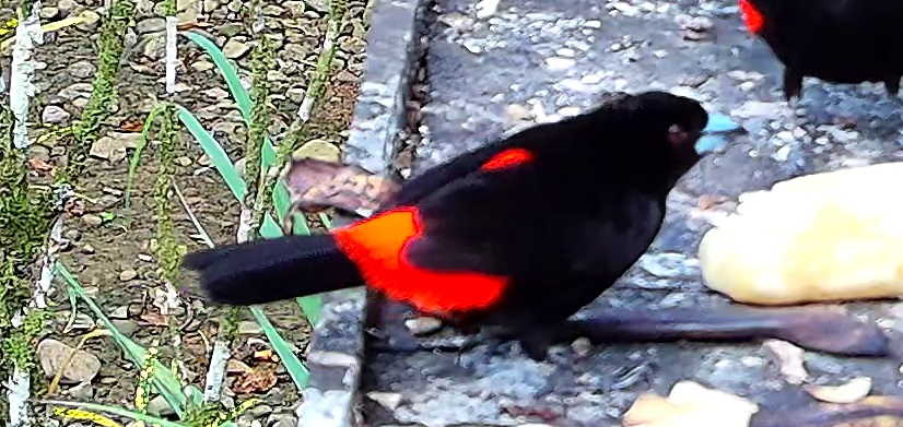 Flame-rumped Tanager