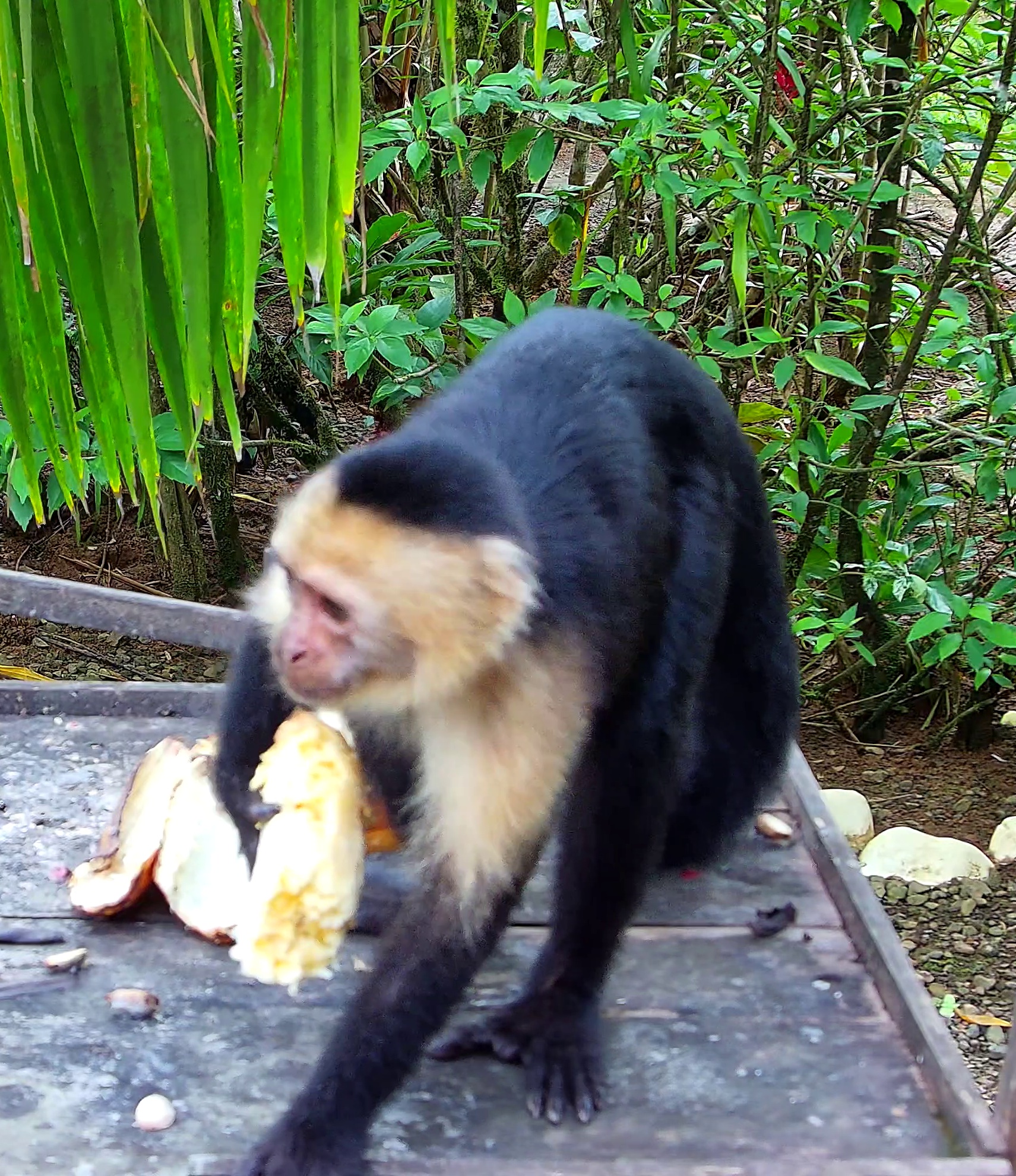 White-headed Capuchin