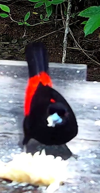 Crimson-collared tanager