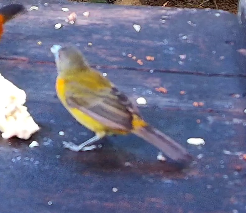 Flame-rumped Tanager