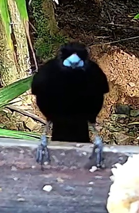 Crested Oropendola